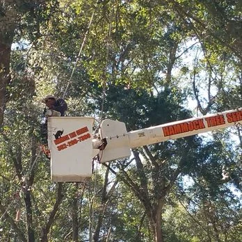 Tree removal