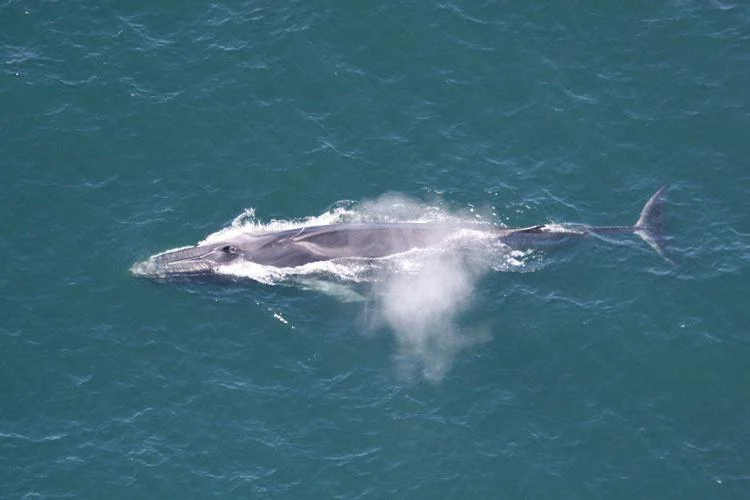 A fin whale seen from above at the ocean surface, with spray above its head.