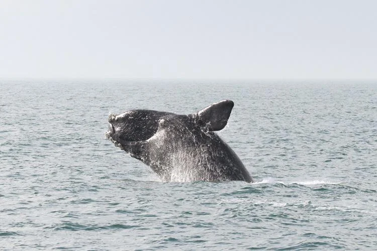 A right whale breaches above the ocean surface.