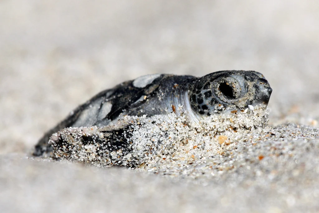 A green sea turtle hatchling rests on pale sand.