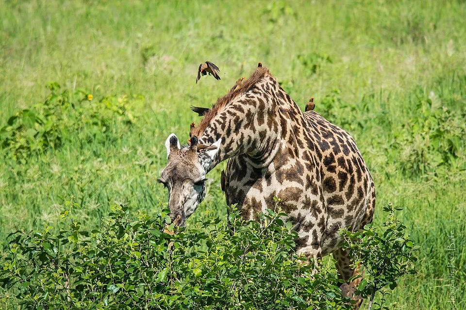 A Masai giraffe bends its neck toward leafy shrubs, with small birds perched on its back.